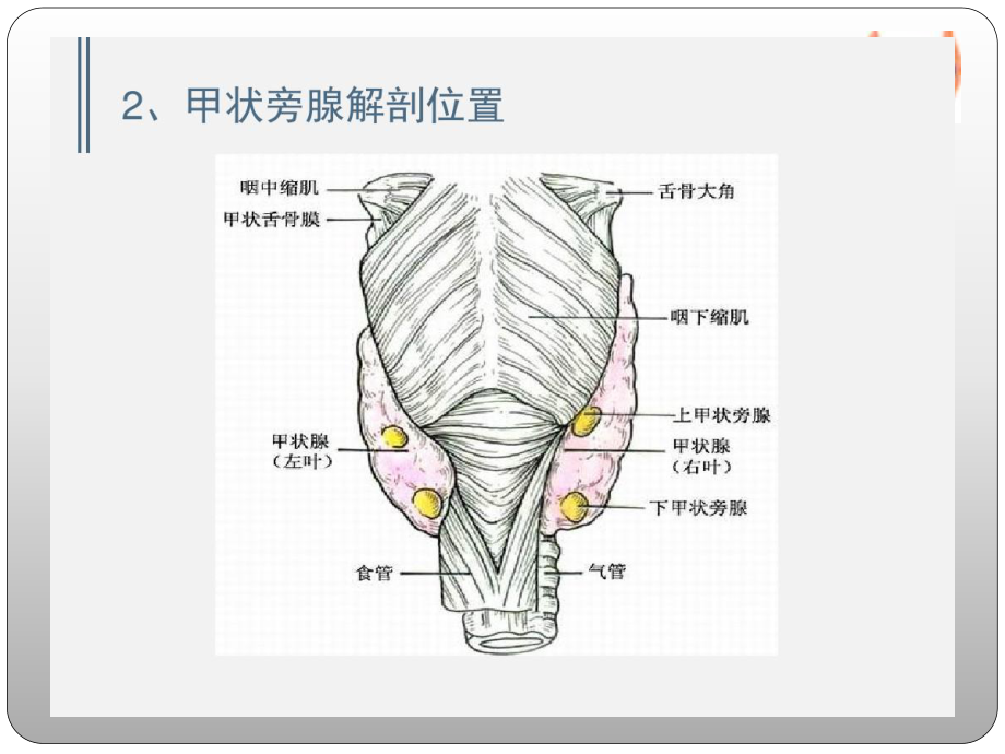 继发甲状旁腺功能亢进教育课件.pptx_第3页