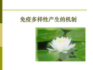 免疫球蛋白重链恒定区基因课件.ppt