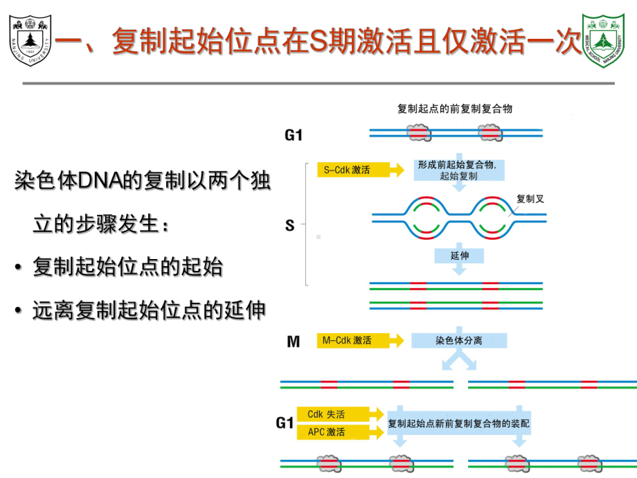 第4章：染色体仅复制一次的保证.课件.ppt_第2页