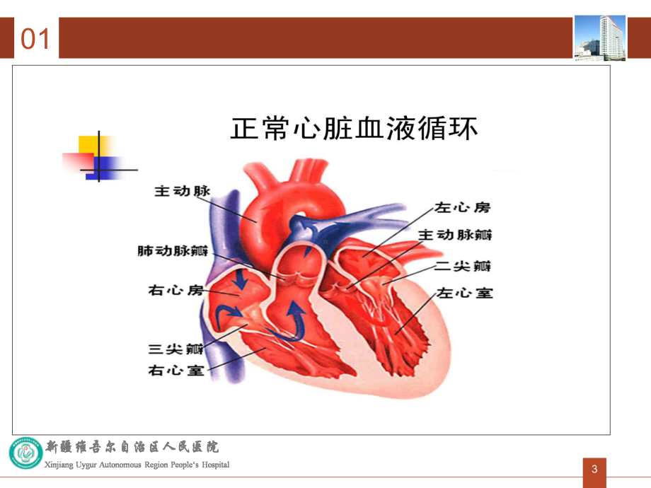 心脏瓣膜病病人的护理PPT课件1.ppt_第3页