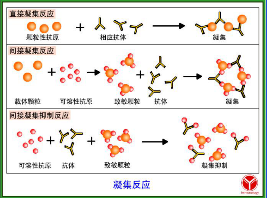 免疫学临床应用-ppt课件.ppt_第3页