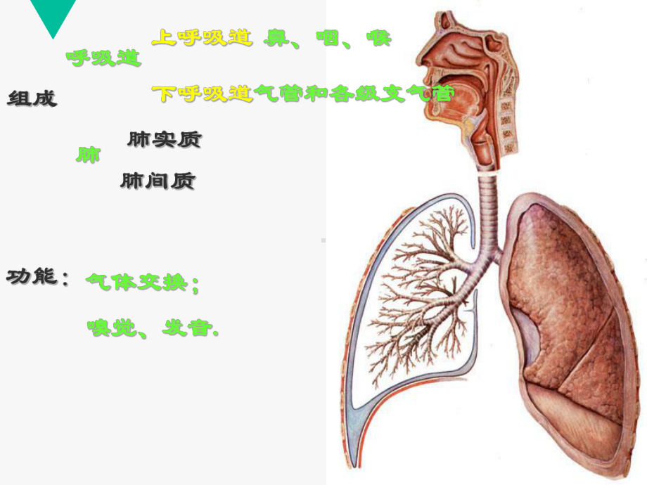 慢性阻塞性肺疾病-ppt课件1.ppt_第2页