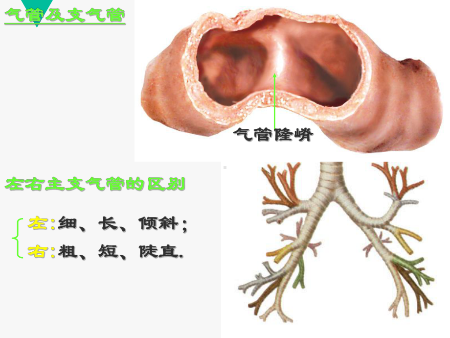 慢性阻塞性肺疾病-ppt课件1.ppt_第3页