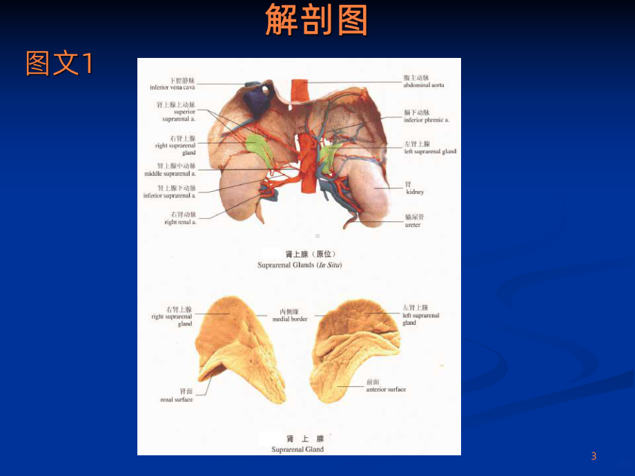 肾上腺的解剖ppt课件.ppt_第3页