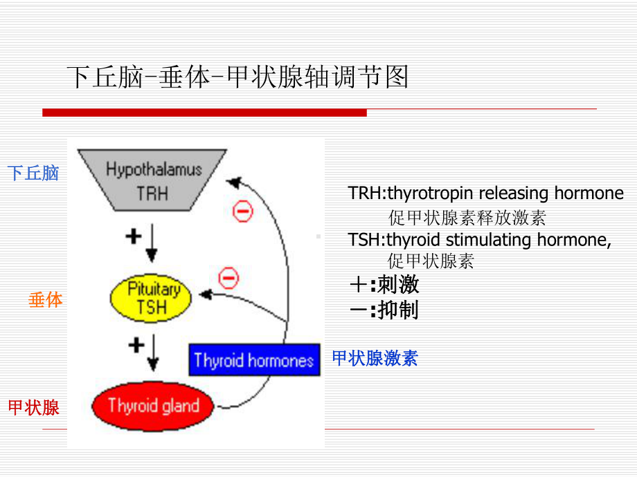 常见甲状腺疾病的心血管损害1课件.pptx_第3页