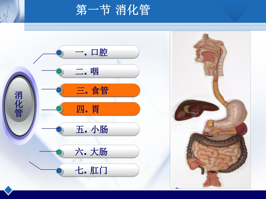 人体解剖消化系统-胃PPT课件.ppt_第2页