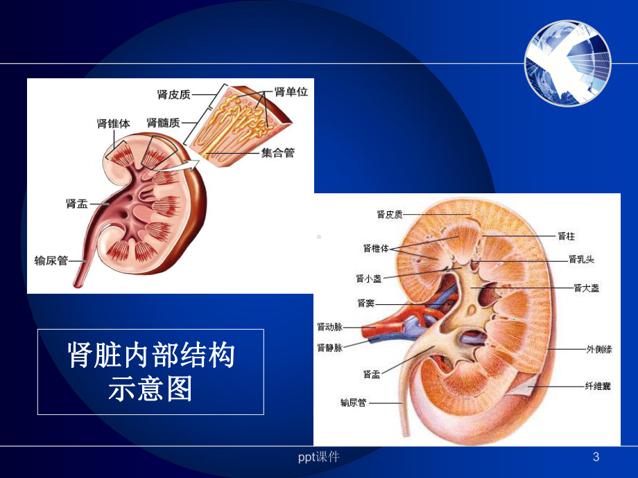 肾内科相关基础知识-ppt课件.ppt_第3页