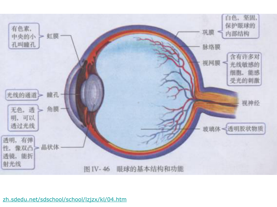 糖尿病视网膜病变PPT课件.ppt_第2页