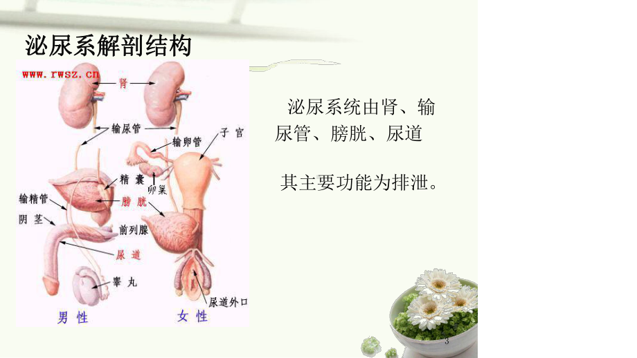 尿路结石病人的治疗与护理课件.ppt_第3页