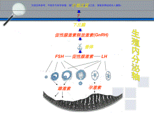 下丘脑垂体性腺轴与生殖调节课件.ppt