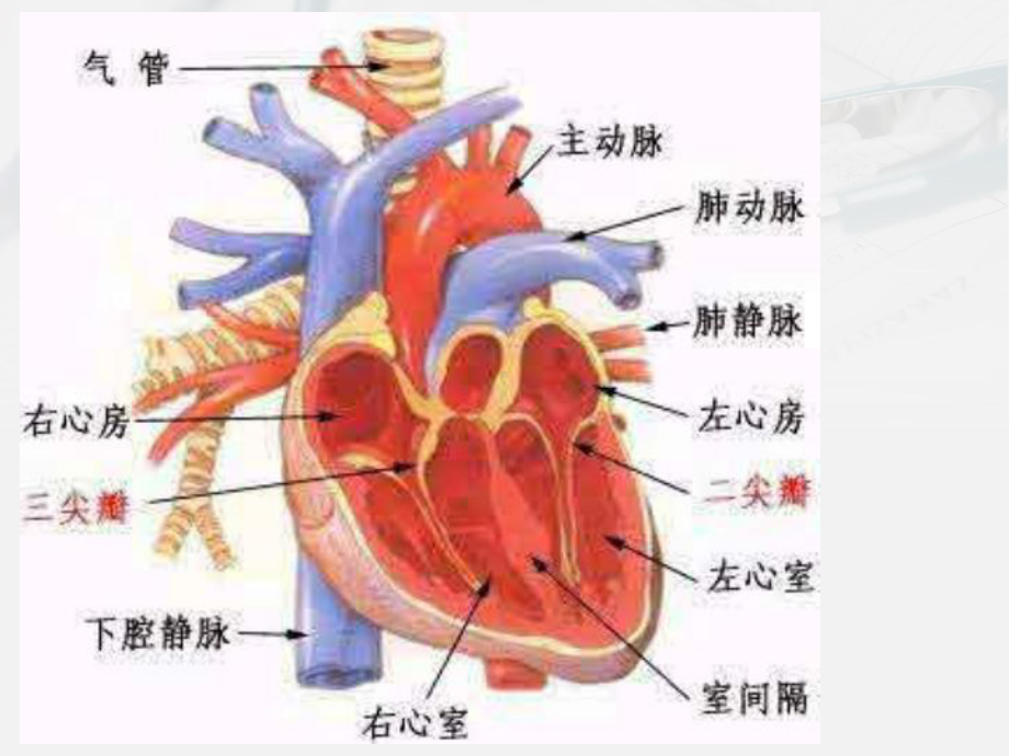 急性左心衰应急预案-PPT课件.ppt_第3页