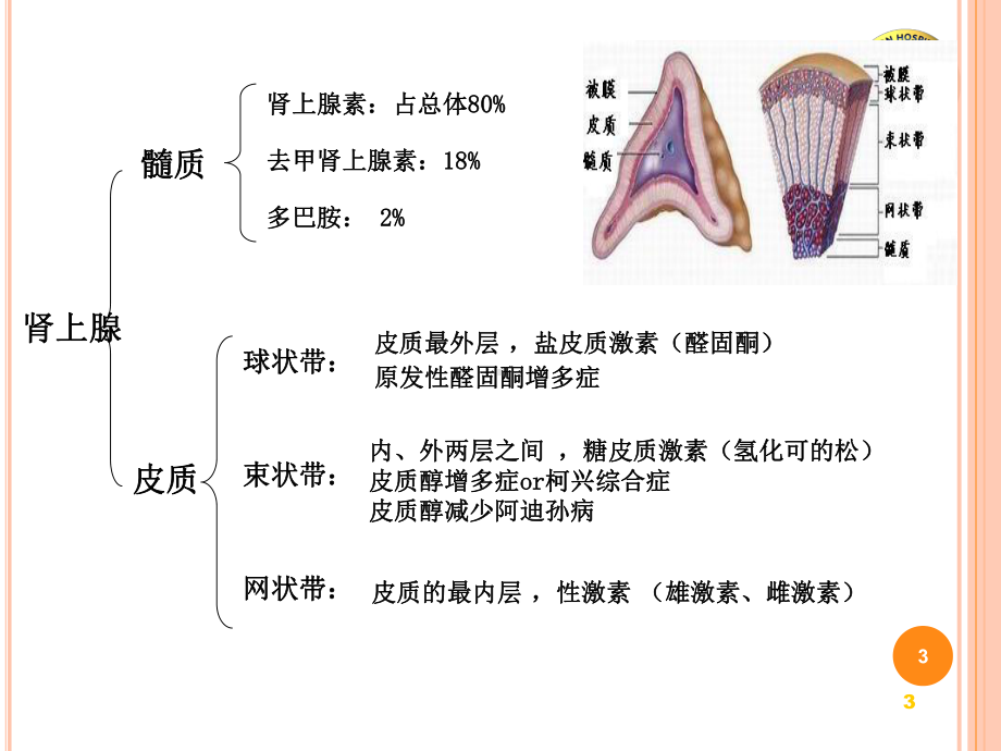 肾上腺手术的麻醉PPT课件.ppt_第3页