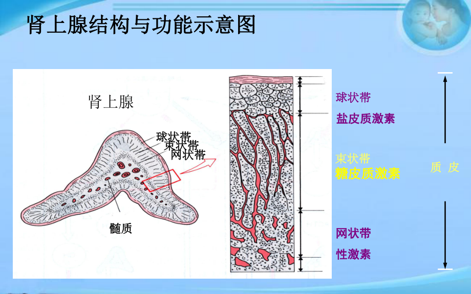 糖皮质激素的围术期的合理应用-ppt课件.ppt_第3页