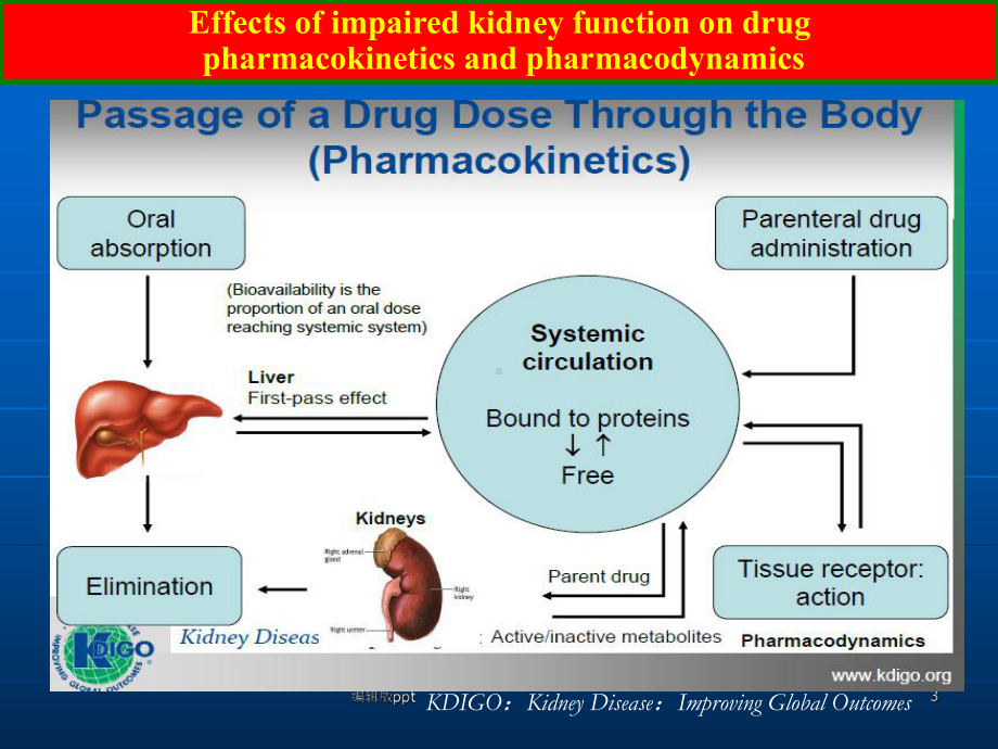 肾脏病患者用药PPT课件.ppt_第3页