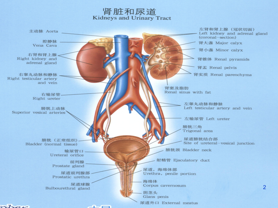 慢性肾脏病简介PPT课件.ppt_第2页