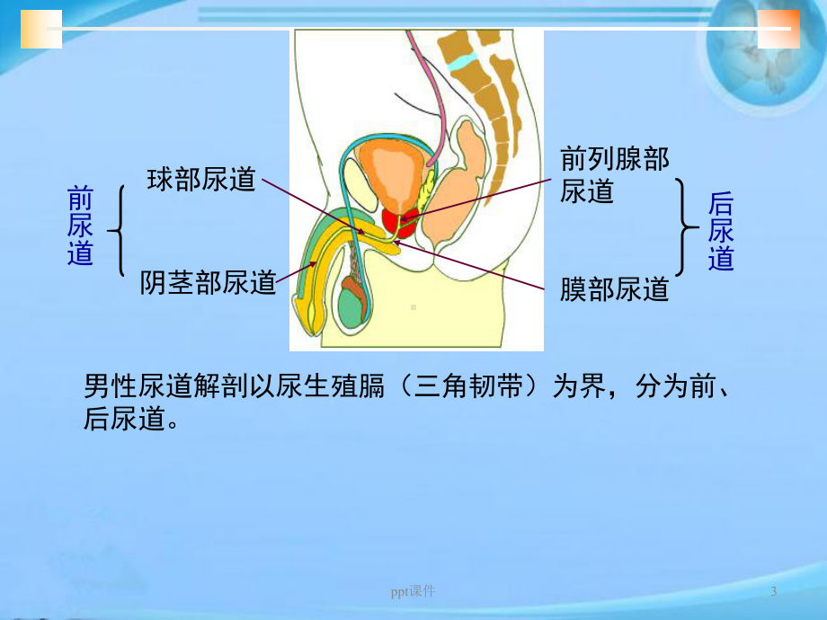 尿道损伤的诊断-ppt课件.ppt_第3页