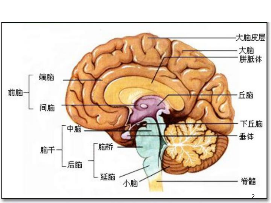 腺垂体功能减退症PPT课件.ppt_第2页