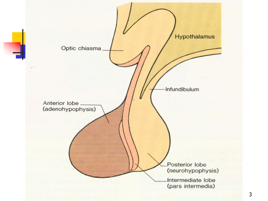 腺垂体功能减退症PPT课件.ppt_第3页