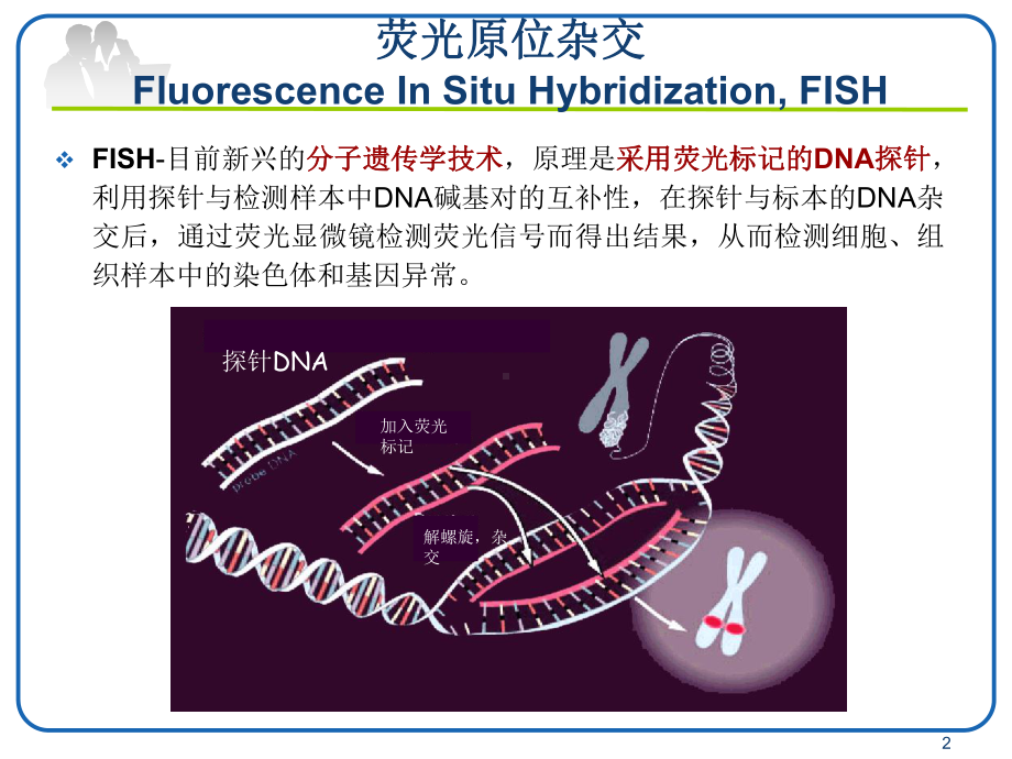 FISH技术在血液肿瘤中的应用ppt课件.pptx_第2页