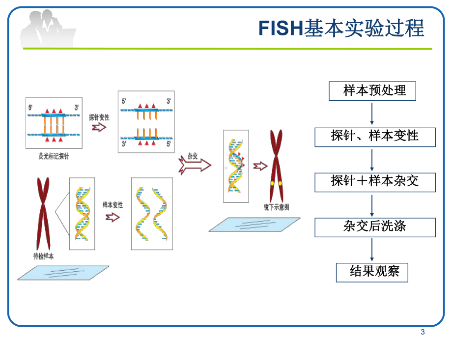 FISH技术在血液肿瘤中的应用ppt课件.pptx_第3页