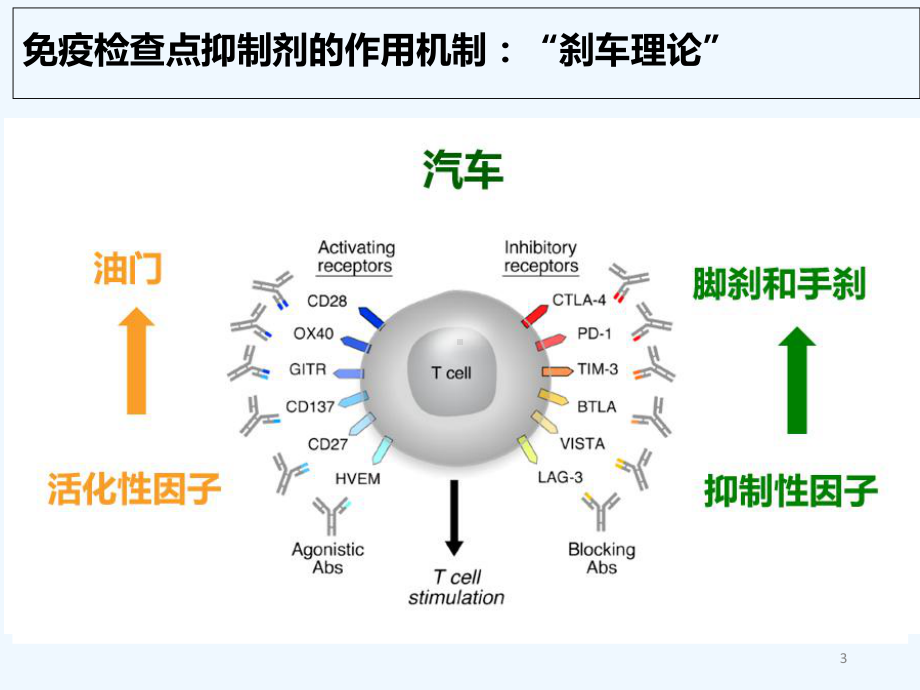 肿瘤免疫治疗相关不良反应管理-PPT课件.ppt_第3页