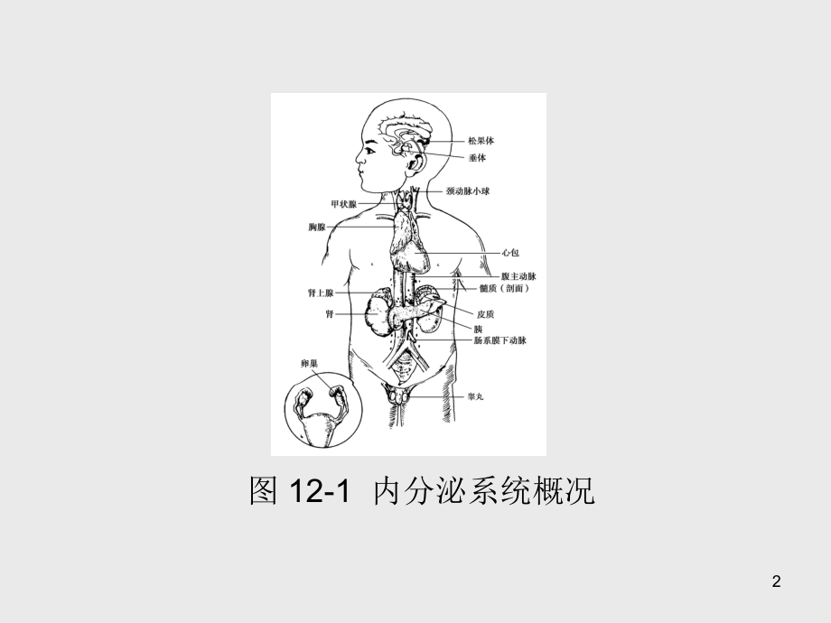 解剖学基础第12章-内分泌系统课件.ppt_第2页