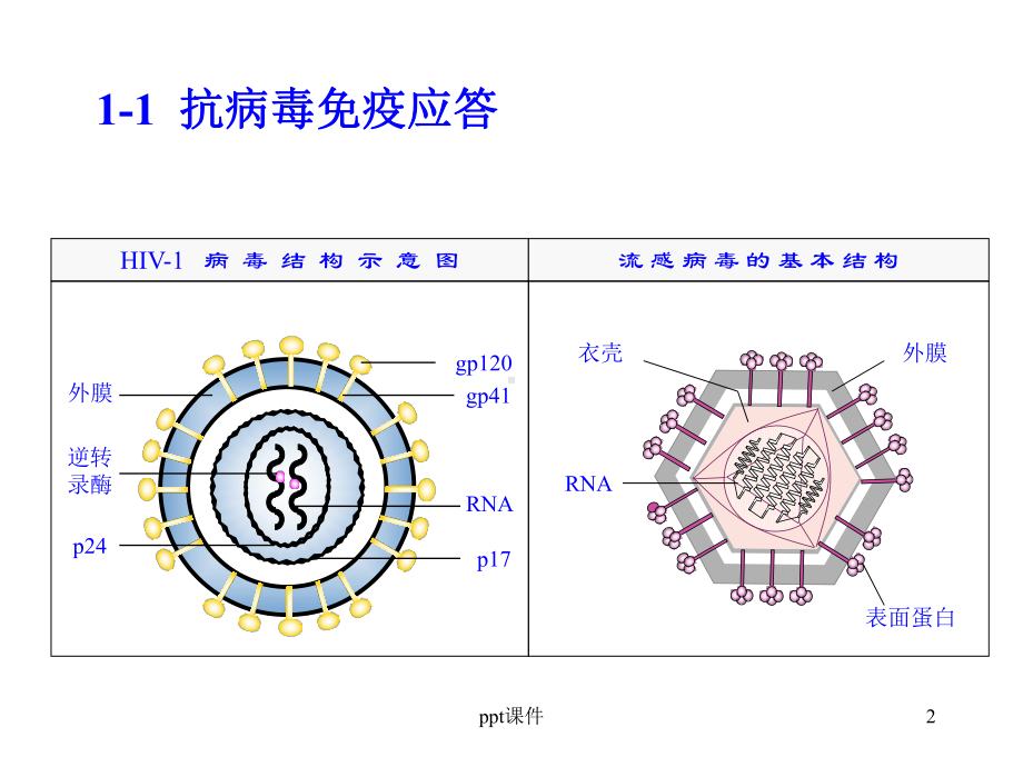 抗感染免疫-ppt课件.ppt_第2页