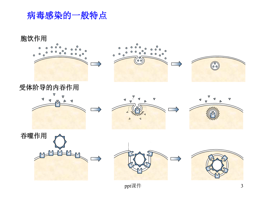 抗感染免疫-ppt课件.ppt_第3页