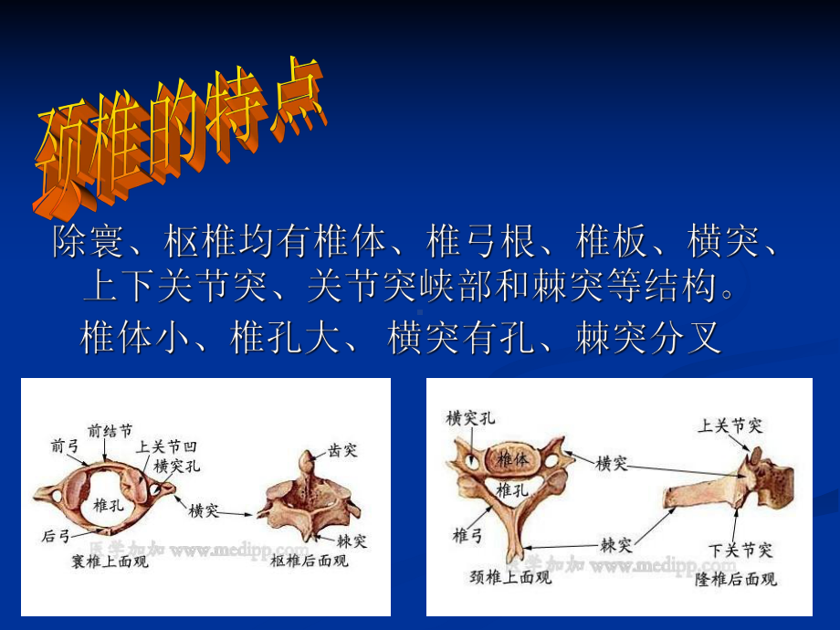 颈椎X光片阅读课件.ppt_第2页