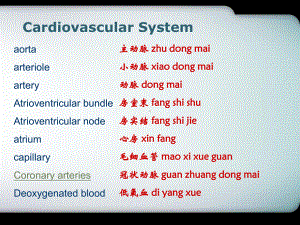 中英文双语PPT精品课件心血管系统Cardiov.ppt