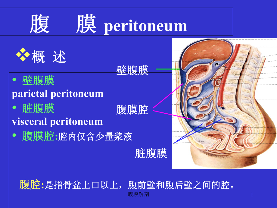 腹膜解剖PPT课件.ppt_第1页