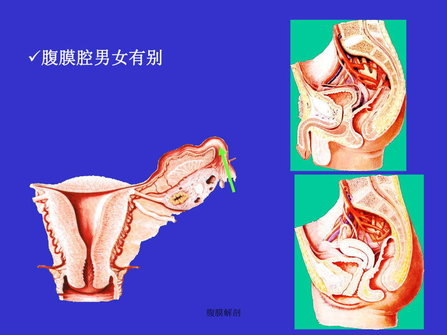 腹膜解剖PPT课件.ppt_第2页