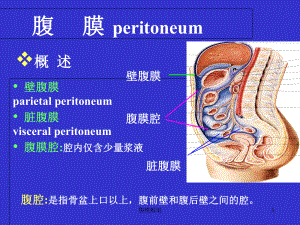 腹膜解剖PPT课件.ppt