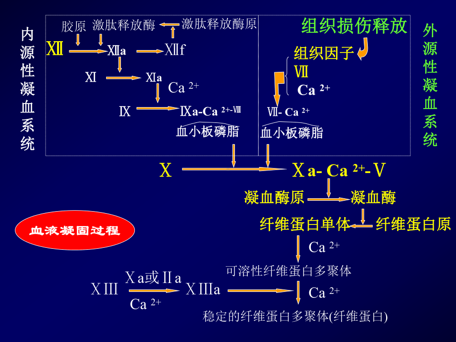 弥散性血管内凝血13课件.ppt_第3页