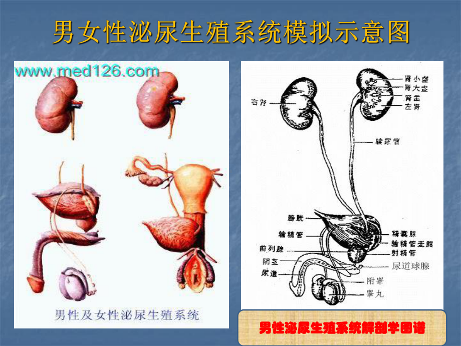 泌尿外科疾病知识及观察护理要点课件.ppt_第3页