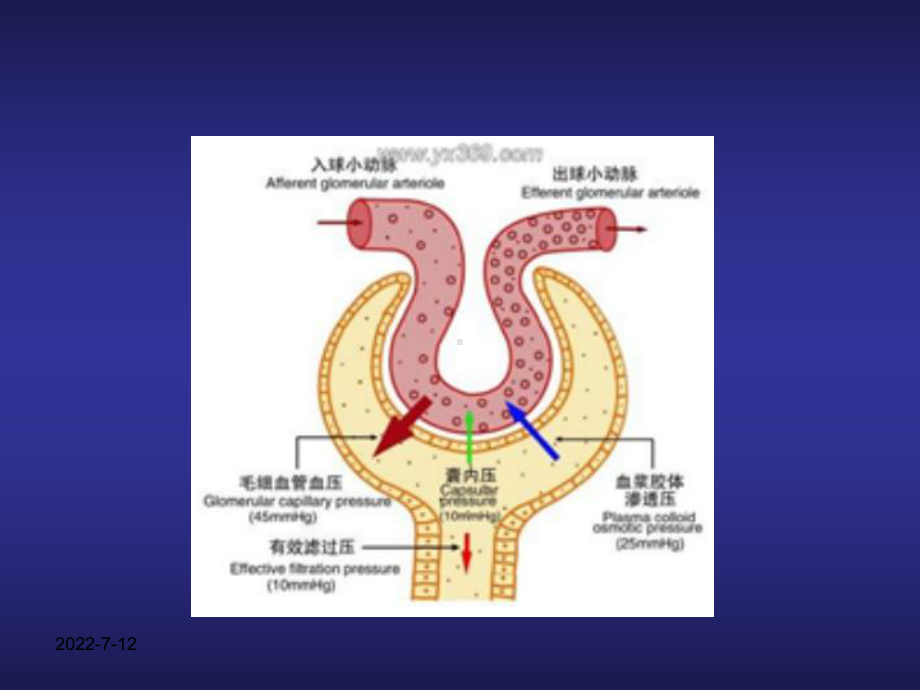 肾病综合征最新课件s.ppt_第3页