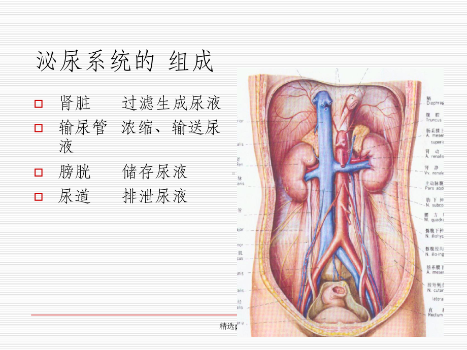 肾脏疾病pptPPT课件.ppt_第3页