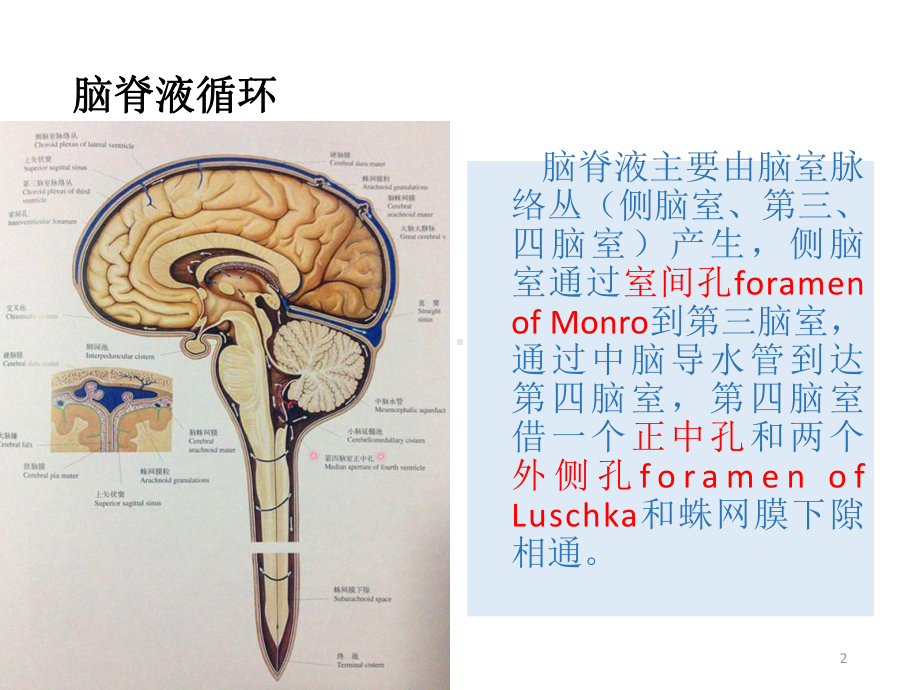 室管膜瘤PPT课件.ppt_第2页