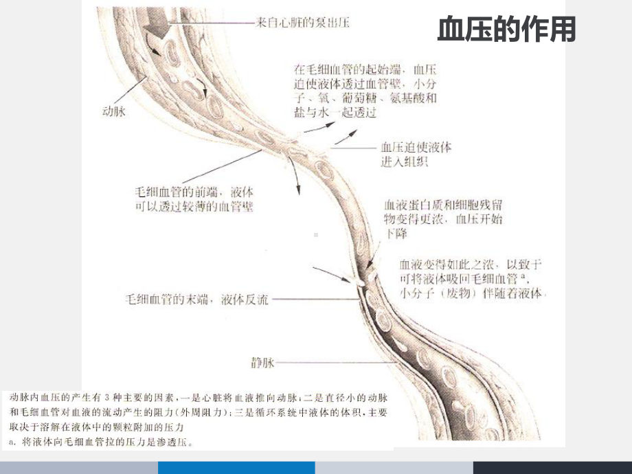 高血压防治-ppt课件1.ppt_第3页