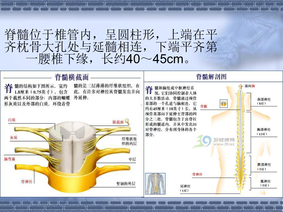 脊髓损伤的评定与治疗-PPT课件.ppt_第3页