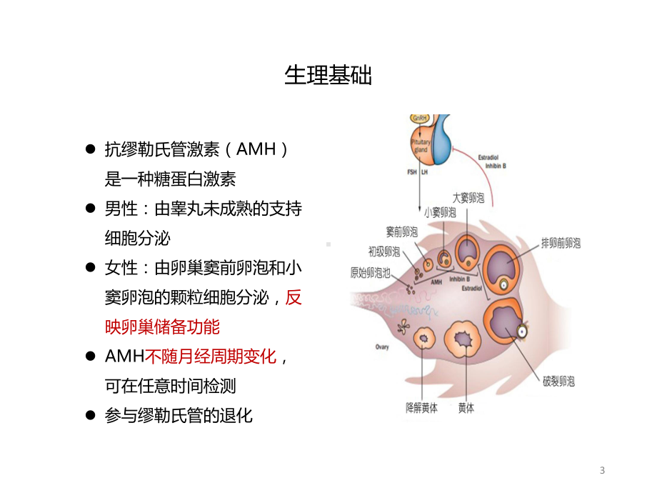 AMH在临床妇科及生殖的应用PPT课件.ppt_第3页