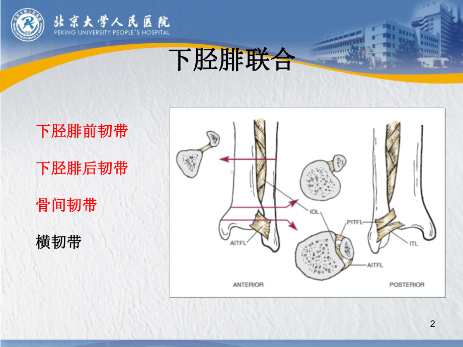 下胫腓联合损伤PPT课件.ppt_第2页