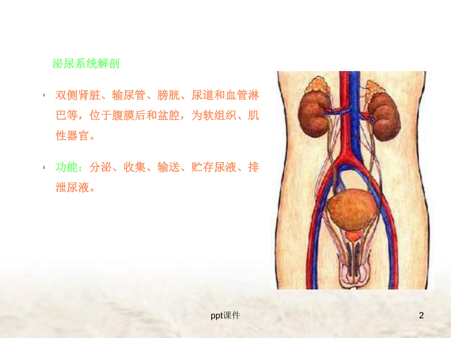 泌尿系结石影像诊断-ppt课件.ppt_第2页