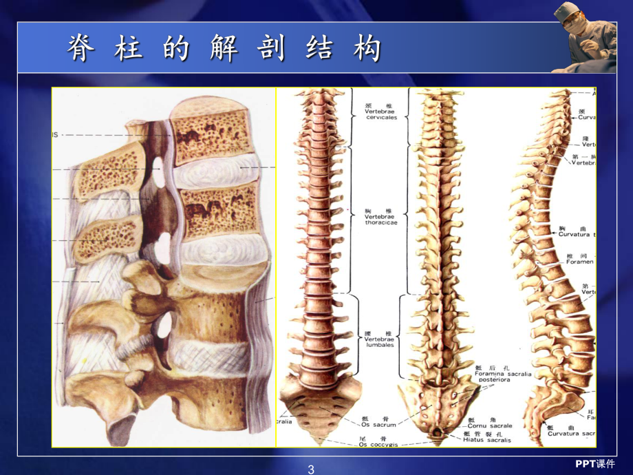 诊断学-脊柱与四肢检查-ppt课件.ppt_第3页