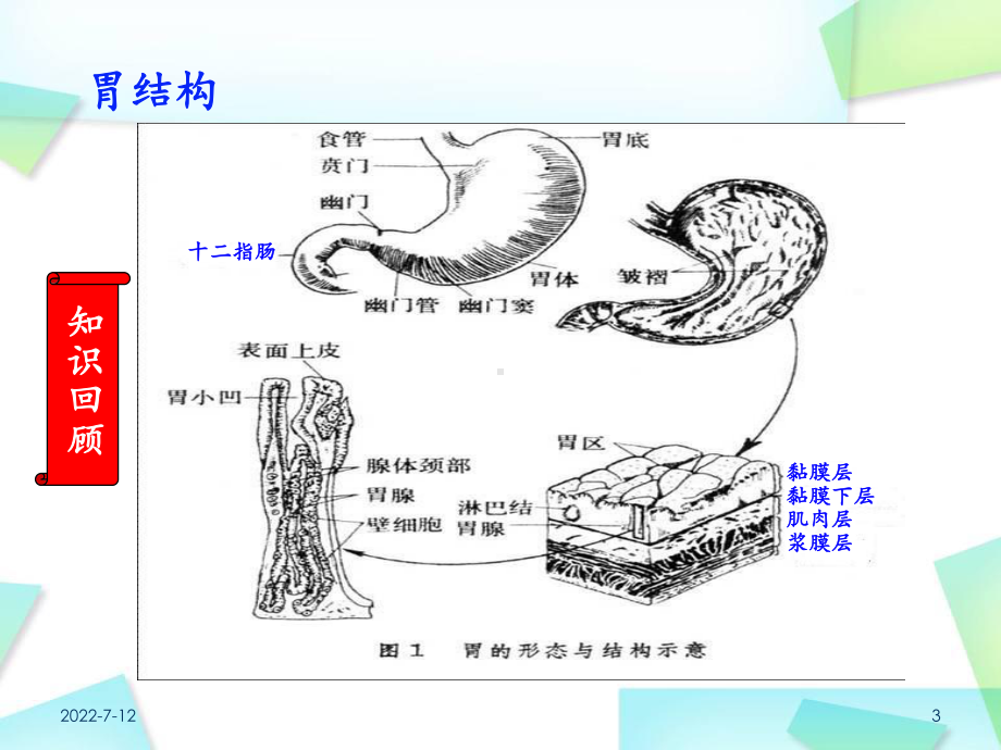 急性胃炎医学PPT课件.ppt_第3页