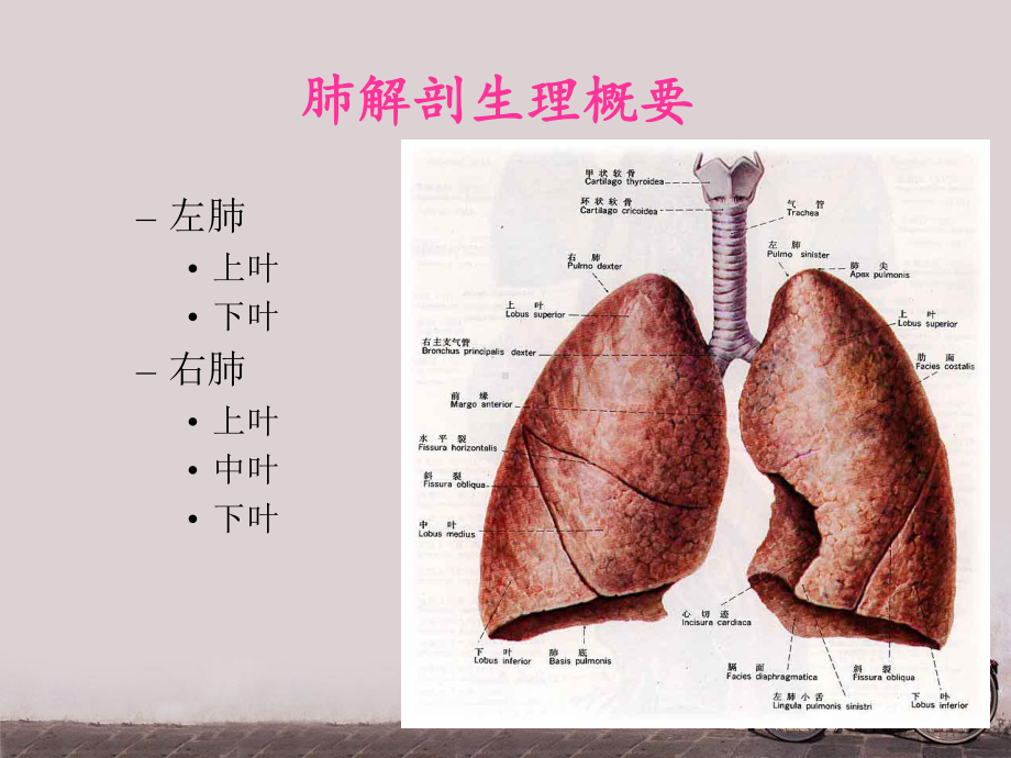 全肺切除术护理查房ppt课件.ppt_第2页