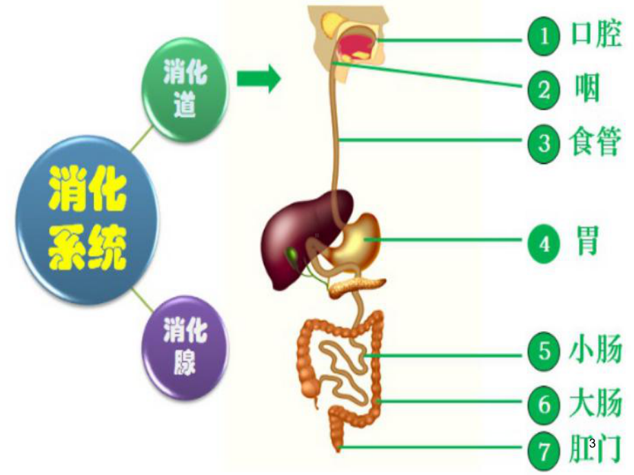 消化系统疾病常规护理观察ppt课件.ppt_第3页