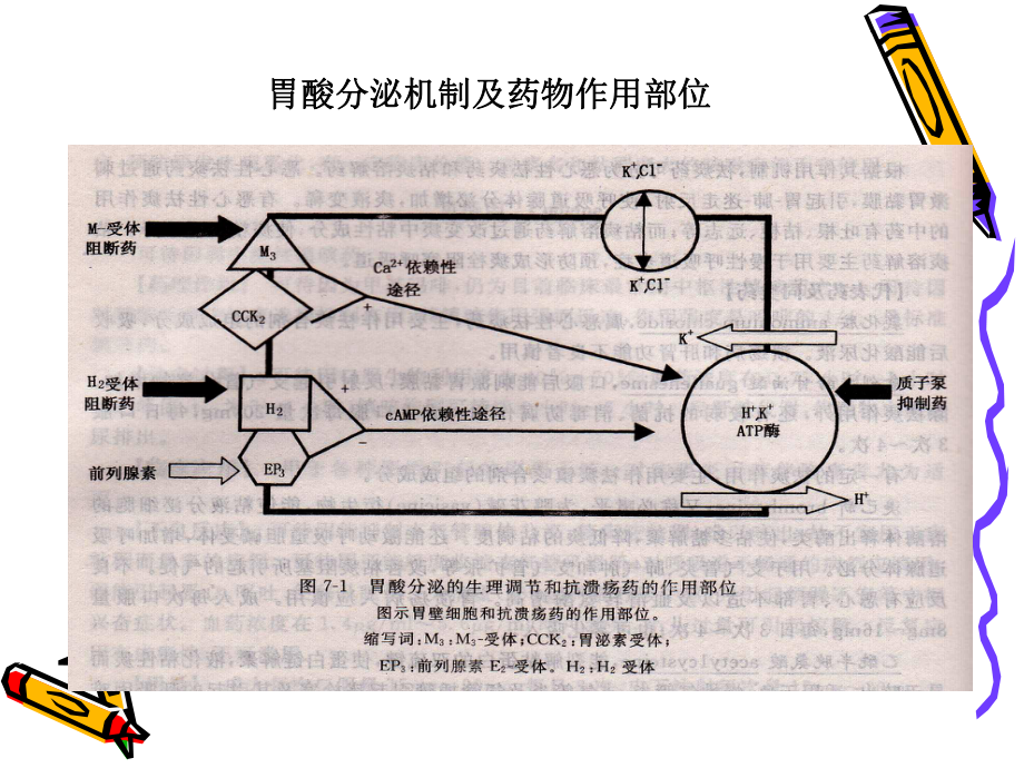 消化系统常用药物课件.ppt_第3页