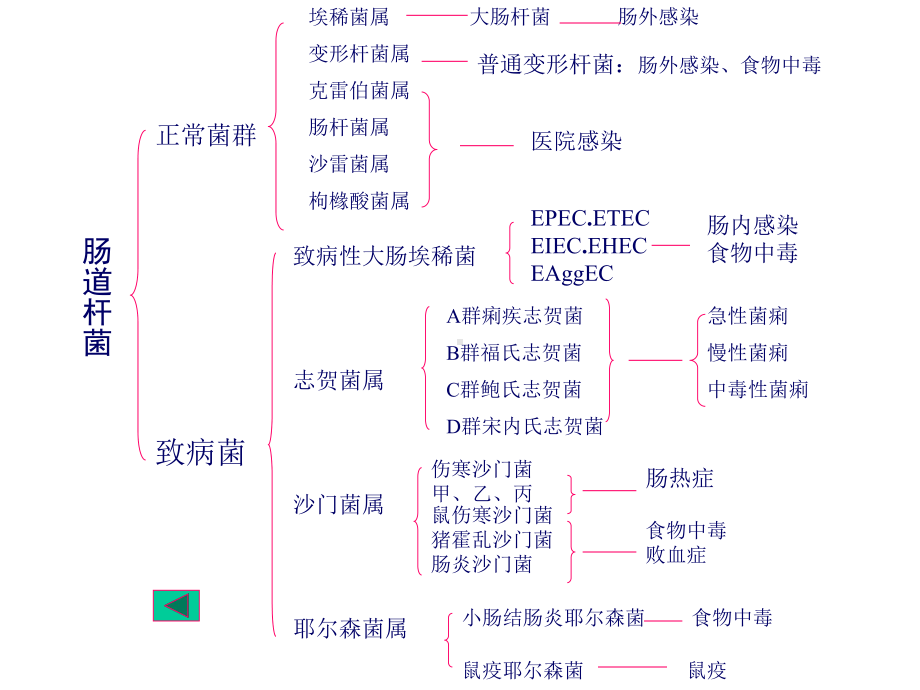 肠道杆菌及检验课件.ppt_第3页