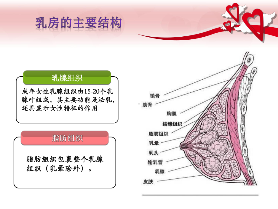 关爱乳房-从认识乳腺疾病开始课件.pptx_第3页